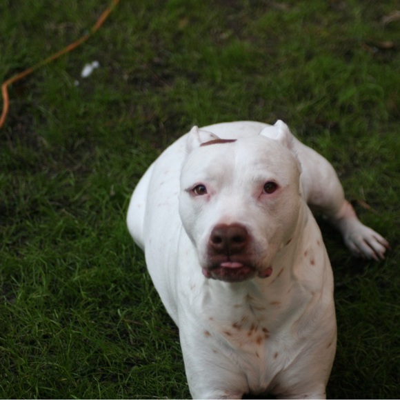 ✨READ ME! ✨ - Picture 6 of 11